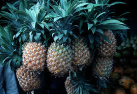 Ananas comosus