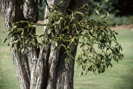 [Santalales :] mistletoe on [Crataegus monogyna :] hawthorn, R[oyal] B[otanical] G[ardens] Edinburgh
