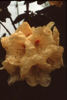 Rhododendron 'Sierra del Oro', lofthouse hybrid
