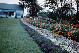 Landscape - bedding and borders : bad planting example