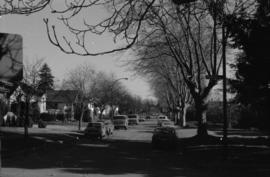 West 64th Avenue and Fremlin Street, row of London Planes, south side street