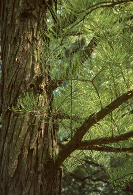 Taxodium ascendens