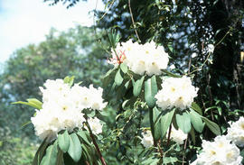 R[hododendron] decorum ssp. diaprepes