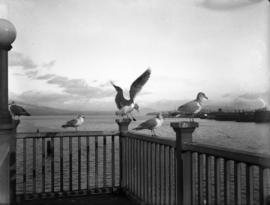Gulls [on a railing at the] C.P.R. [station]