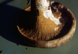 Hypomyces lactifluorum on Russula, U.B.C.