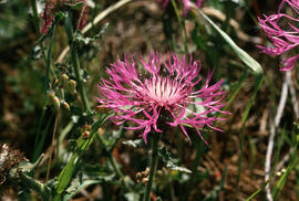 Centaurea polyacantha, pinewoods littoral sandy places