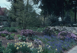 Landscape - bedding and borders : Colour Harmony - Muscari, Narcissus & Rhodo[dendron]