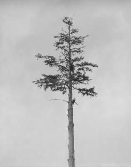 Pacific Mills : Queen Charlotte Island : tree topping