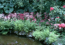 Primula pulverulenta, Butchart Gardens