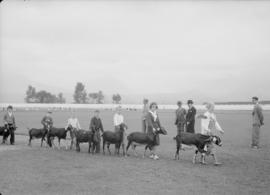 Canada Pacific Exhibition - The official opening [People showing goats and being judged]