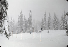 [Skiers among snow laden trees]