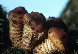 Pholiota adiposa : fat pholiota