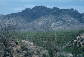 Fouquieria spendens : ocotillo, near Kitt Peak Observatory