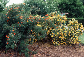 Rosa foetida bicolor persiana