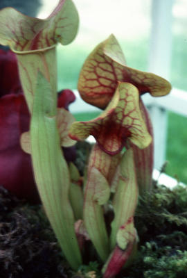 Sarracenia drummondii : Sweet Trumpets