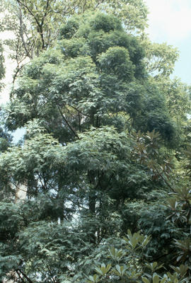 Fokienia hodgsonia (cupressaceae) [at] Plant Research Institute, Kunming